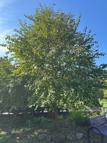 katsura tree