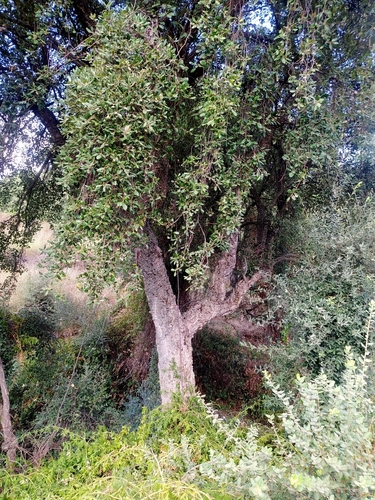 cork oak