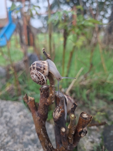 Chocolate-band Snail