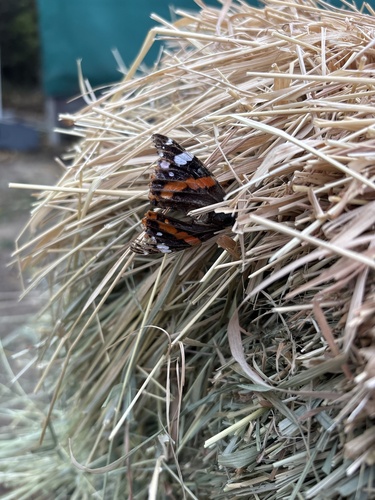 Red Admiral