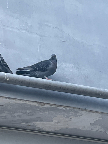 Feral Pigeon