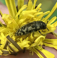 Acmaeodera