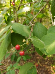 Bunchosia breedlovei