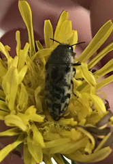 Acmaeodera