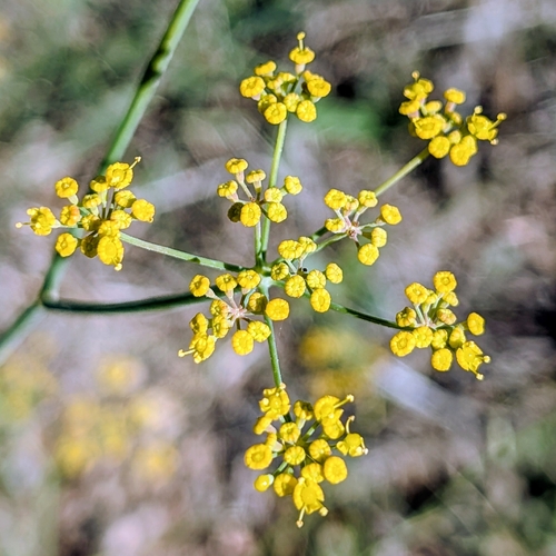 fennel