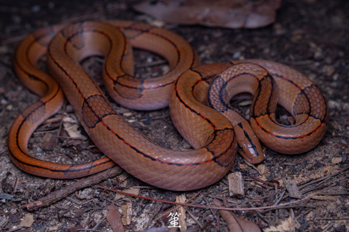 Taiwanese Bamboo Ratsnake