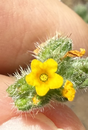 Amsinckia menziesii observed 2026-10-13