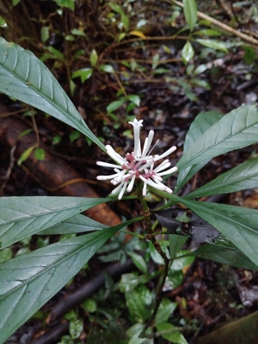 Chassalia observed 2026-10-13
