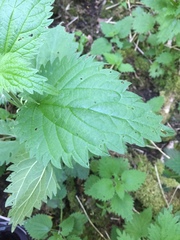 Urtica