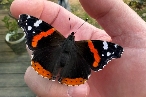 Red Admiral