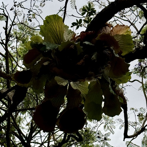 Angola staghorn fern