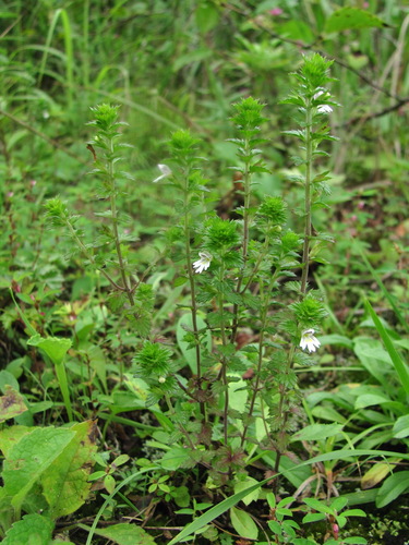 Euphrasia maximowiczii observed 2026-08-26