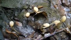 Mitrula lunulatospora