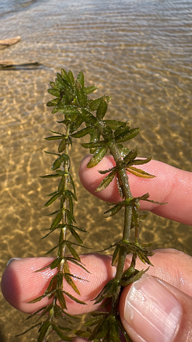 Hydrilla verticillata observed 2026-10-09