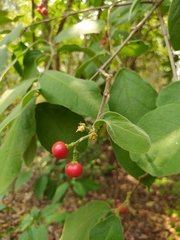 Bunchosia breedlovei