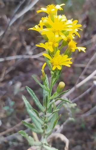 Dittrichia viscosa viscosa