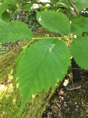 Ulmus