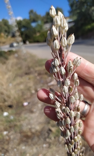 Numidian Squill