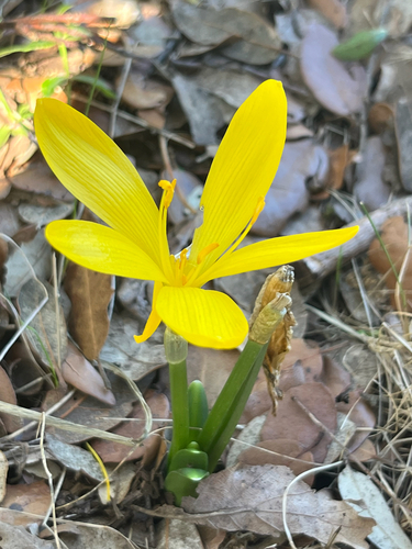 Winter Daffodil