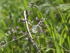 Anthocharis julia sulfuris