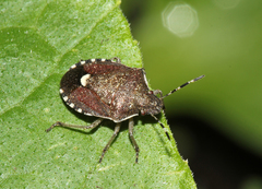 Holcostethus sphacelatus