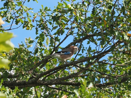 Eurasian Jay