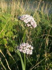 Valeriana dioica