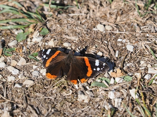 Red Admiral