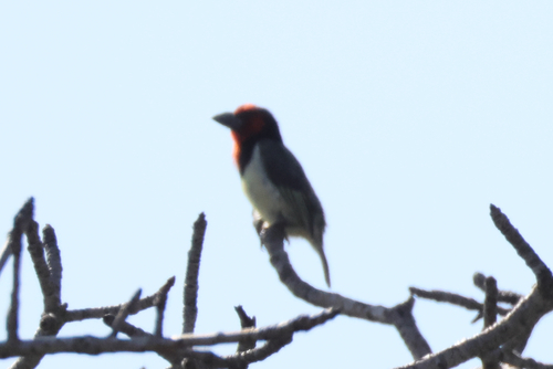 iNaturalist image