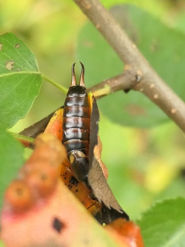 European Earwig