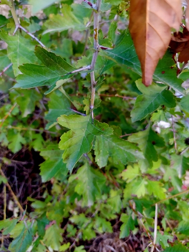 common hawthorn