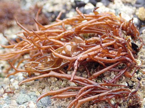 Gloiopeltis furcata (Postels & Ruprecht) J.Agardh