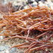 Gloiopeltis furcata - Photo (c) Ian Cruickshank, μερικά δικαιώματα διατηρούνται (CC BY-NC), uploaded by Ian Cruickshank