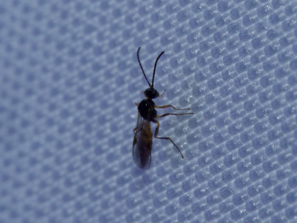 Aphidius areolatus