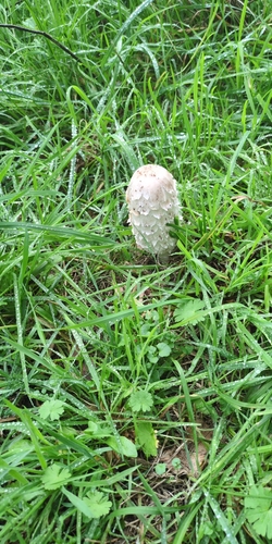 Shaggy Mane