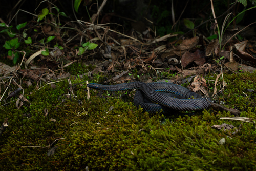 Achalinus ningshanensis