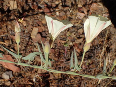 Calystegia malacophylla