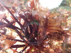 Prionitis lanceolata