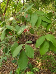 Bunchosia breedlovei