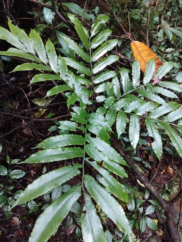 Ptisana observed 2026-10-13