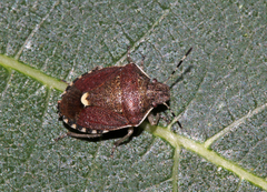 Holcostethus sphacelatus