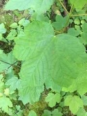 Acer pseudoplatanus