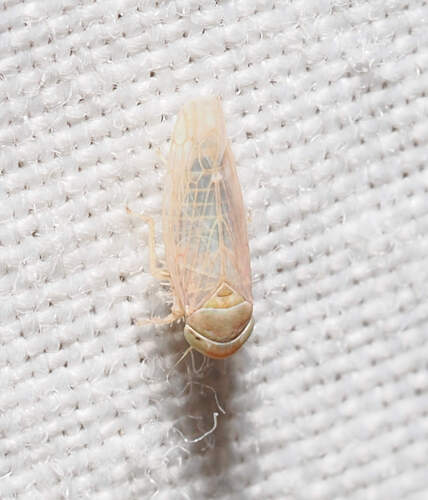 Beet Leafhopper photo 5