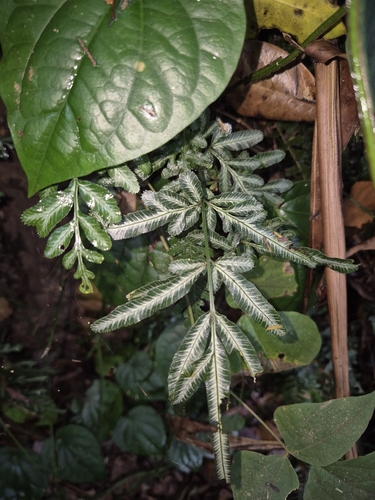 Pteris ensiformis observed 2026-10-13