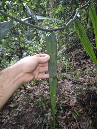 Flagellaria indica observed 2026-10-13