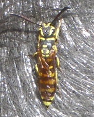 Sapygidae