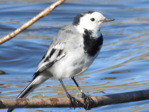 White Wagtail