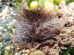 Microcladia borealis