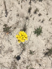 Erysimum teretifolium