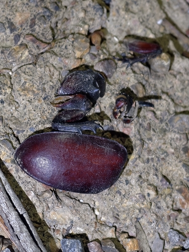 Haploscapanes australicus